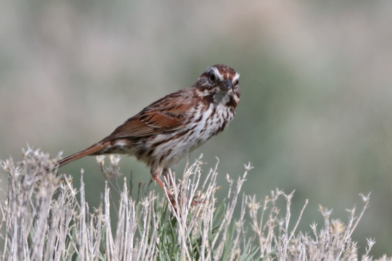 Song Sparrow - ML101601931