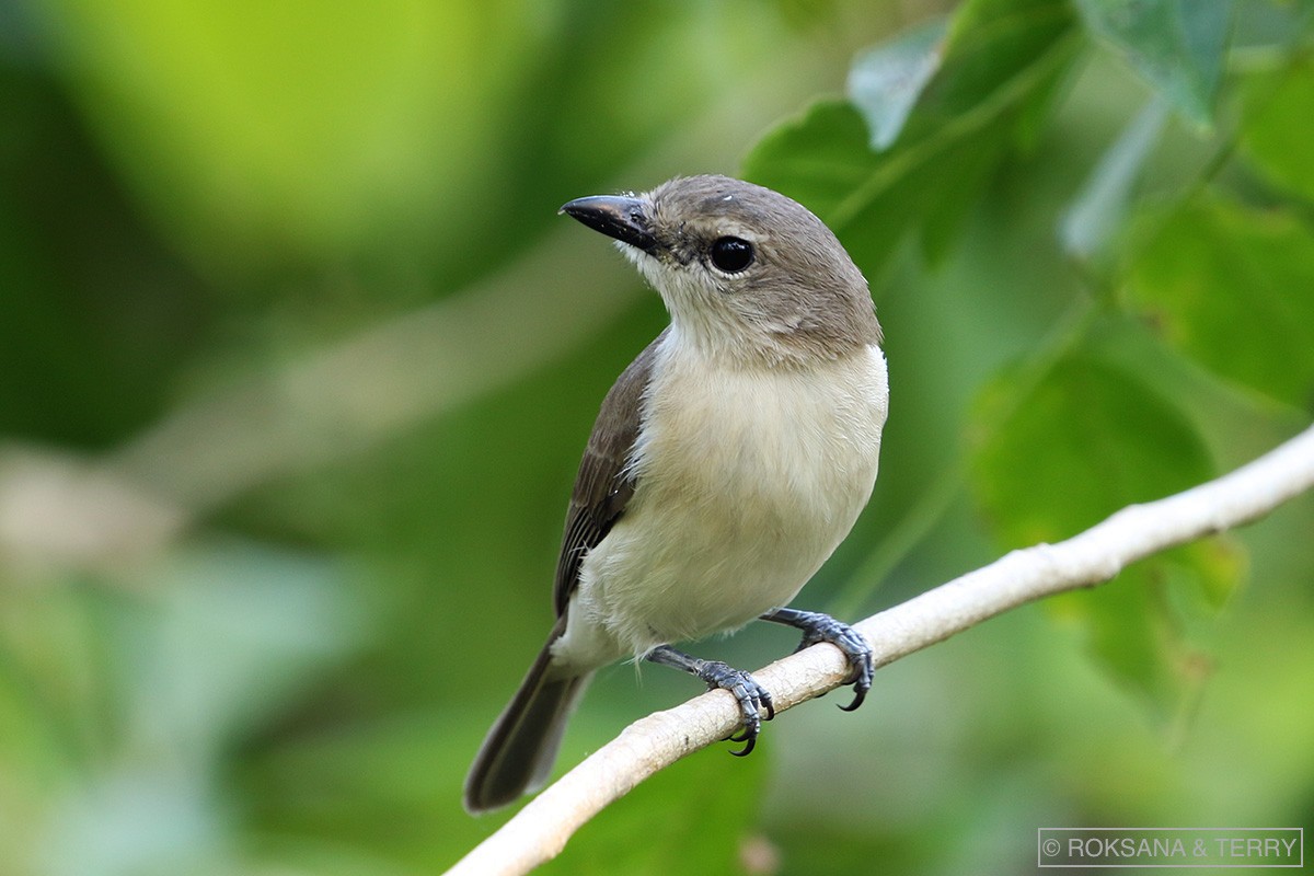 Gray Whistler - ML101603281