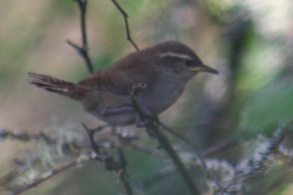 Bewick's Wren - ML101603291