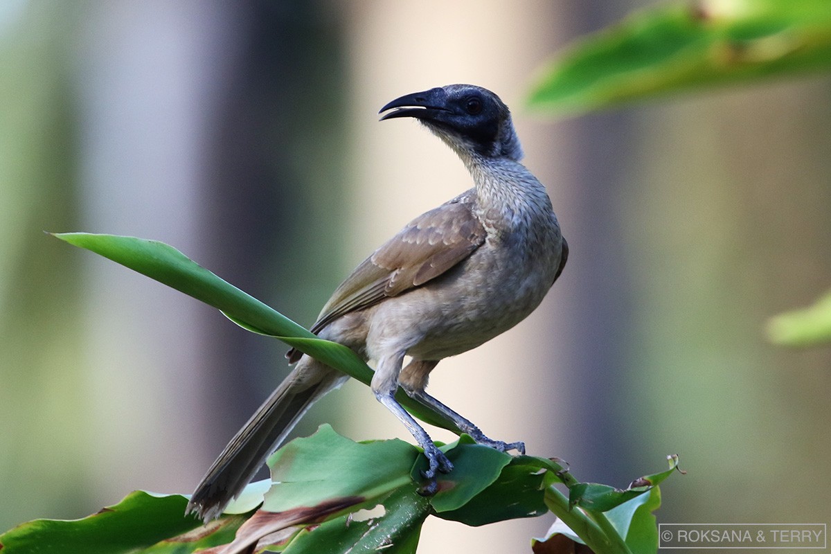 Helmeted Friarbird (Arnhem Land) - ML101603941