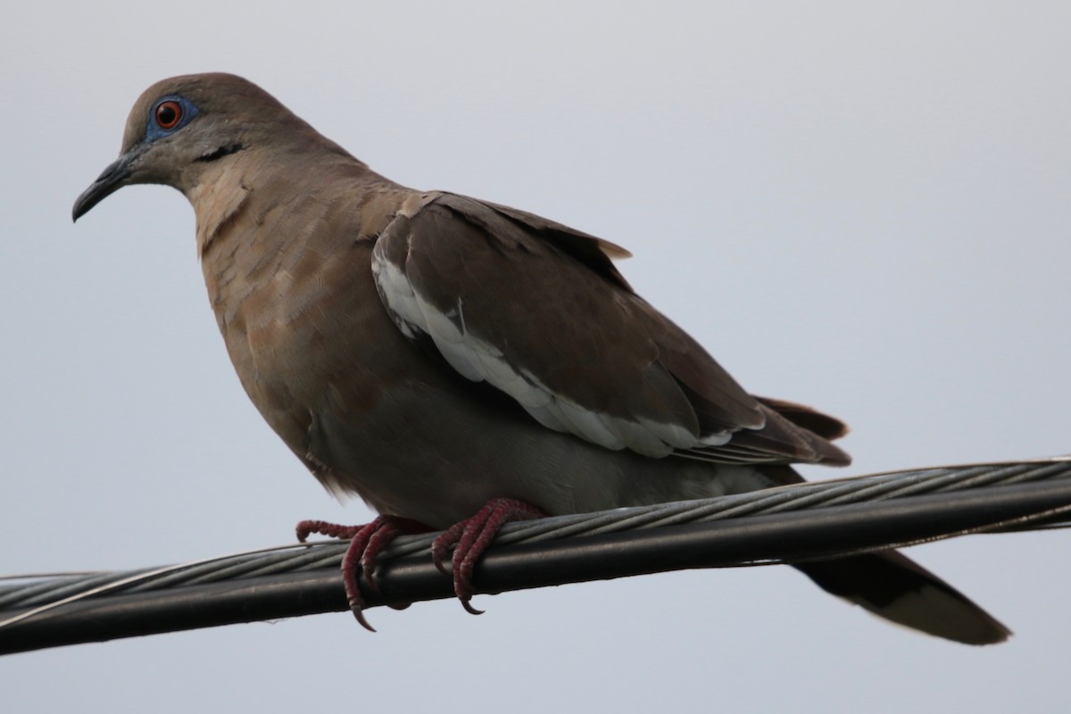 White-winged Dove - Armand Munteanu