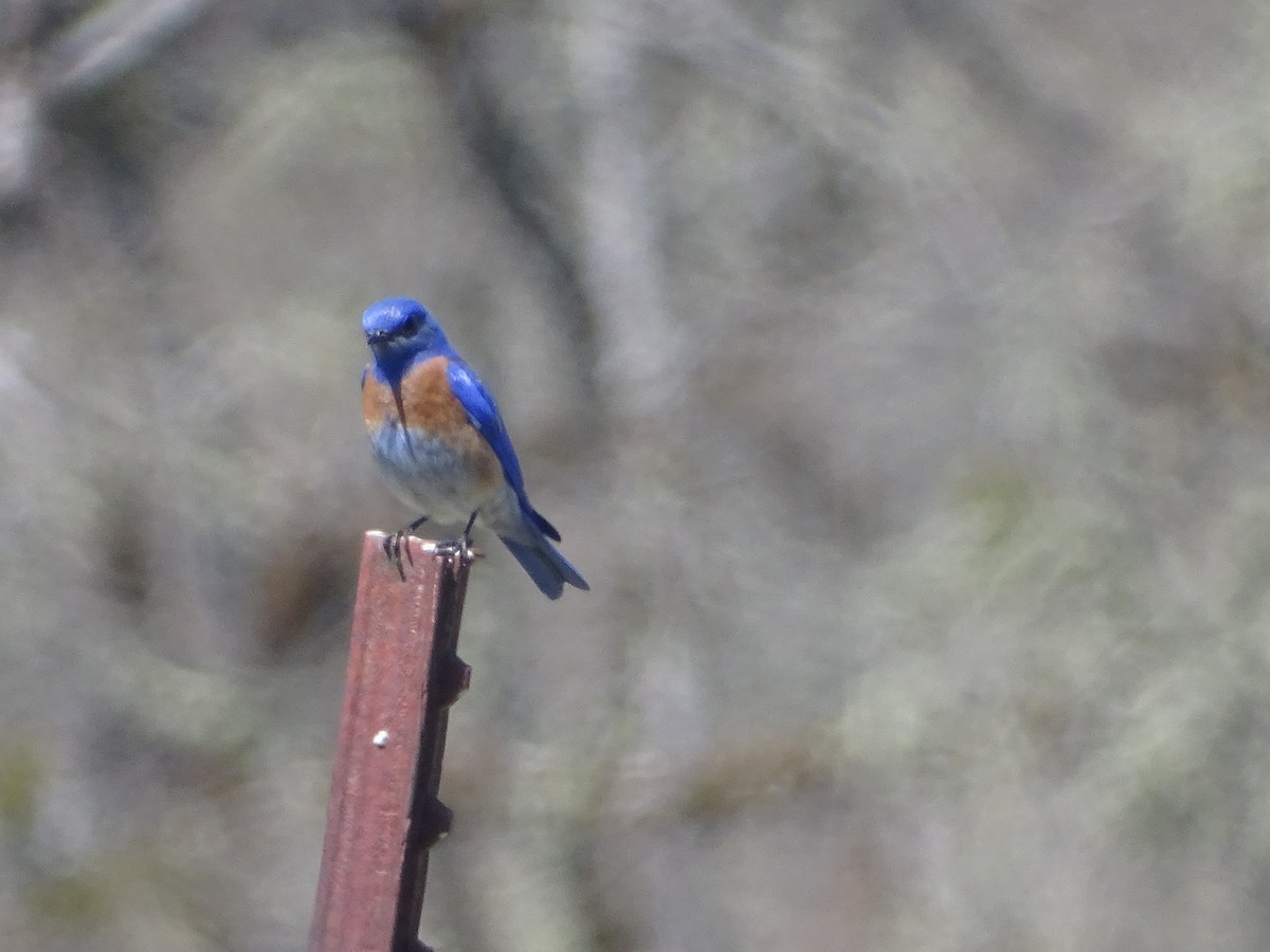 Western Bluebird - ML101606571