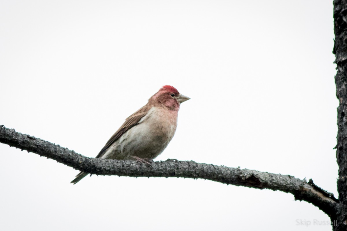 Cassin's Finch - ML101608191