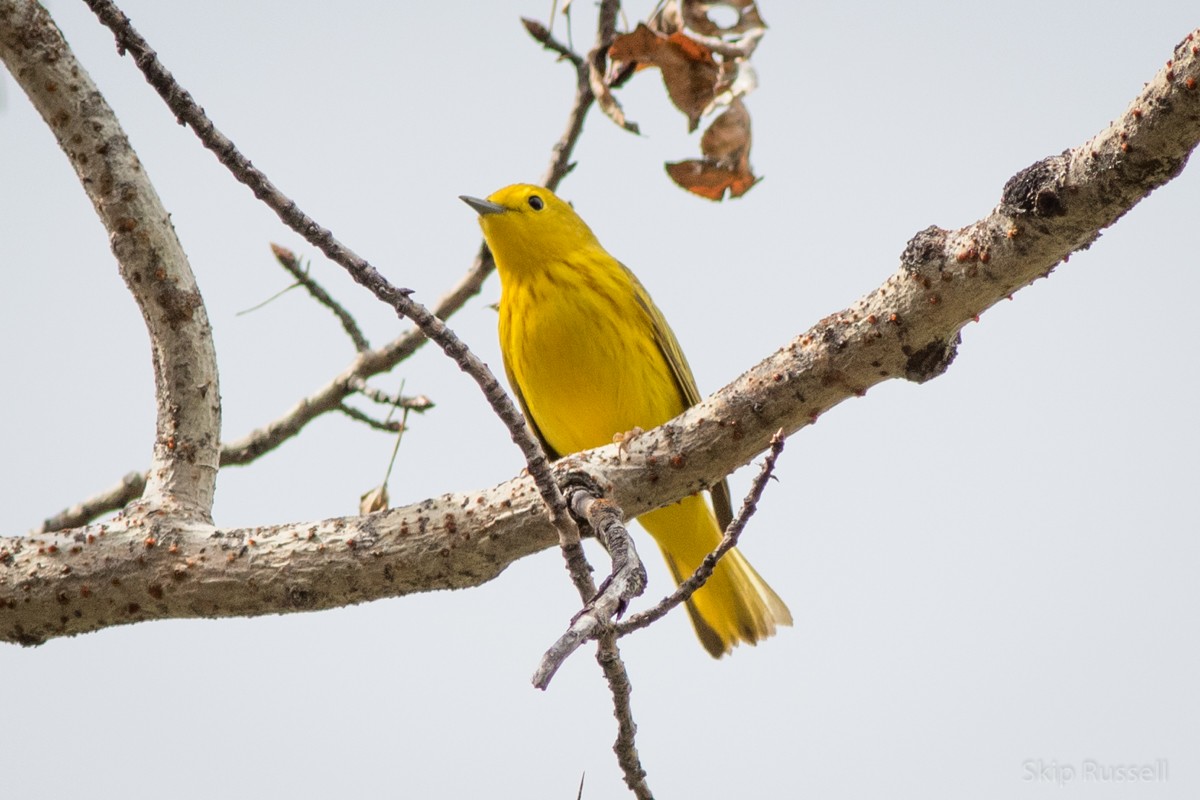 Yellow Warbler - ML101608221