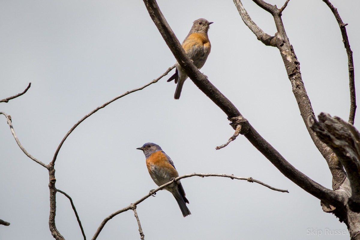 Western Bluebird - ML101608231