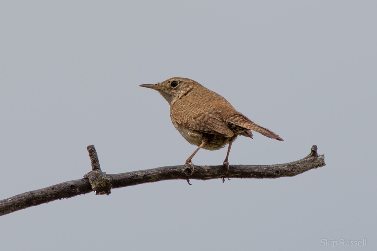 House Wren - Skip Russell