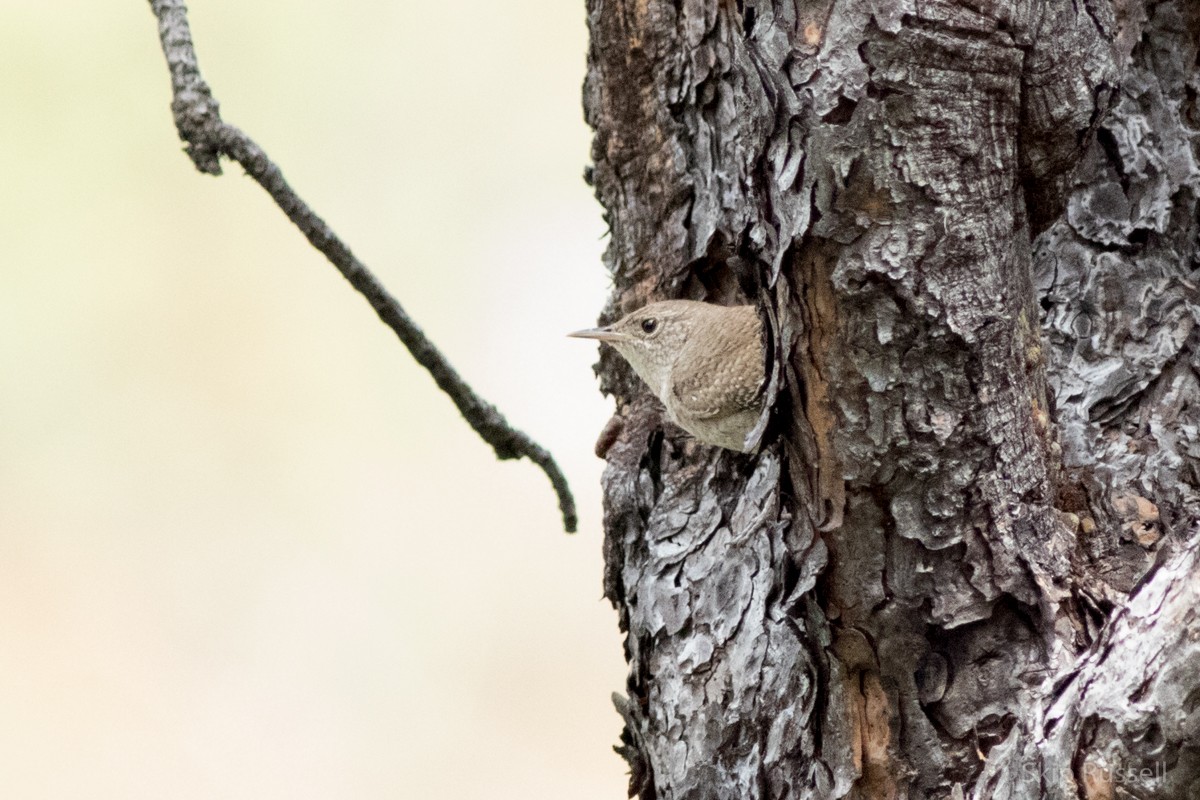 House Wren - Skip Russell