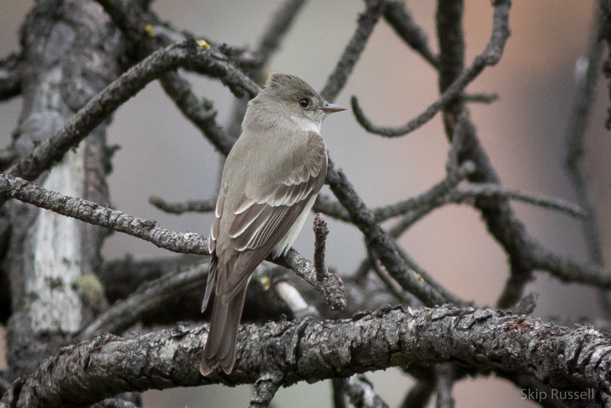 Western Wood-Pewee - ML101608331