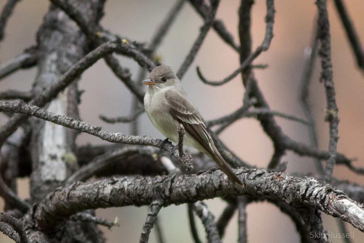 Western Wood-Pewee - ML101608341