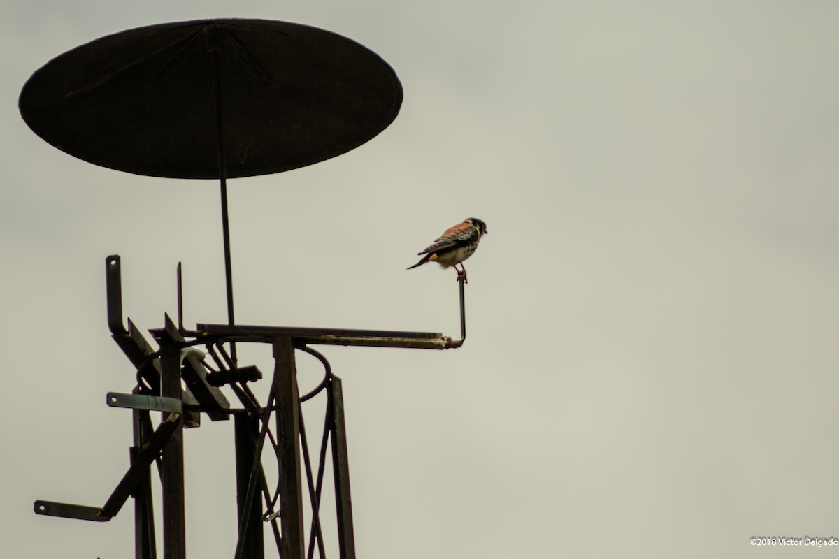 American Kestrel - ML101608931