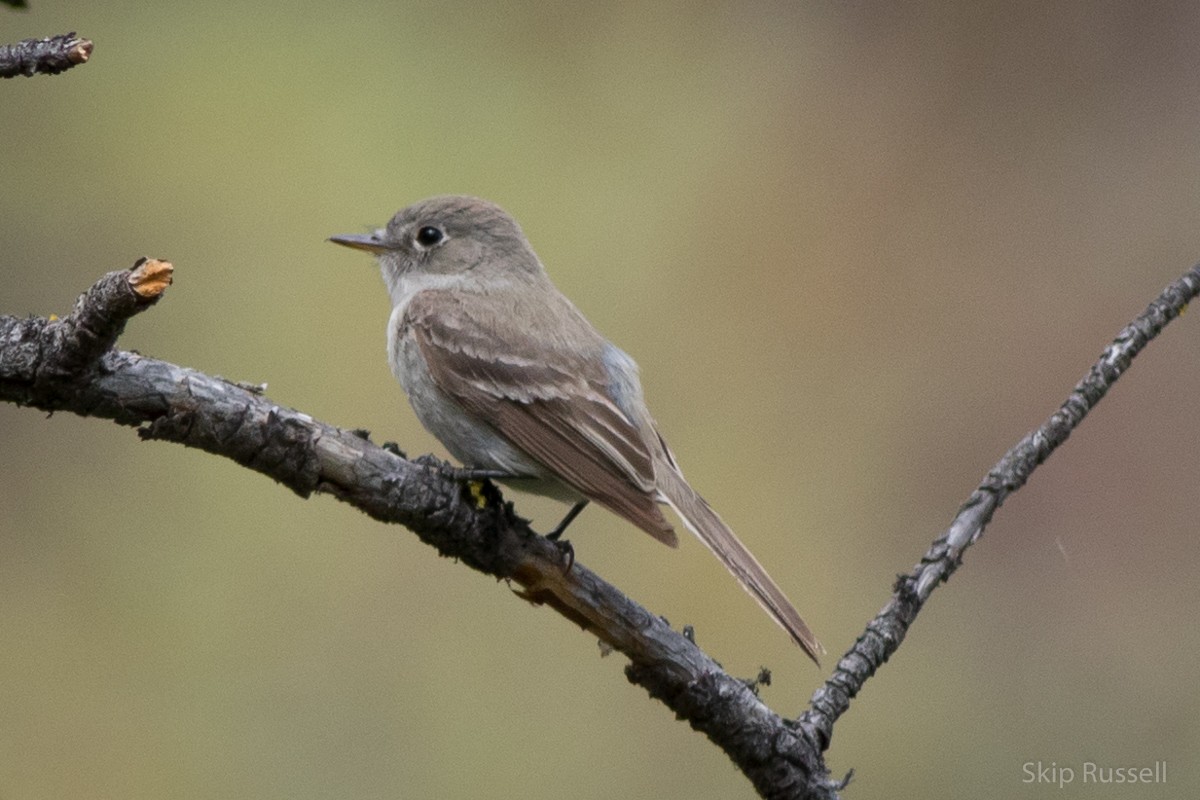 Buschland-Schnäppertyrann - ML101609051