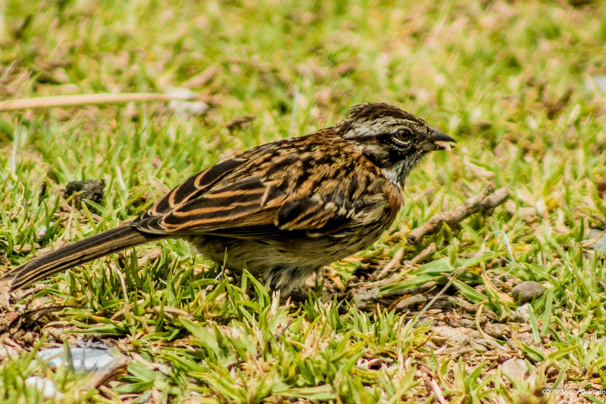Rufous-collared Sparrow - ML101609061