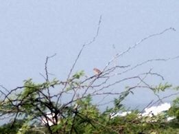 Jerdon's Bushlark - ML101610611