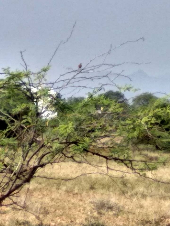 Jerdon's Bushlark - ML101610641