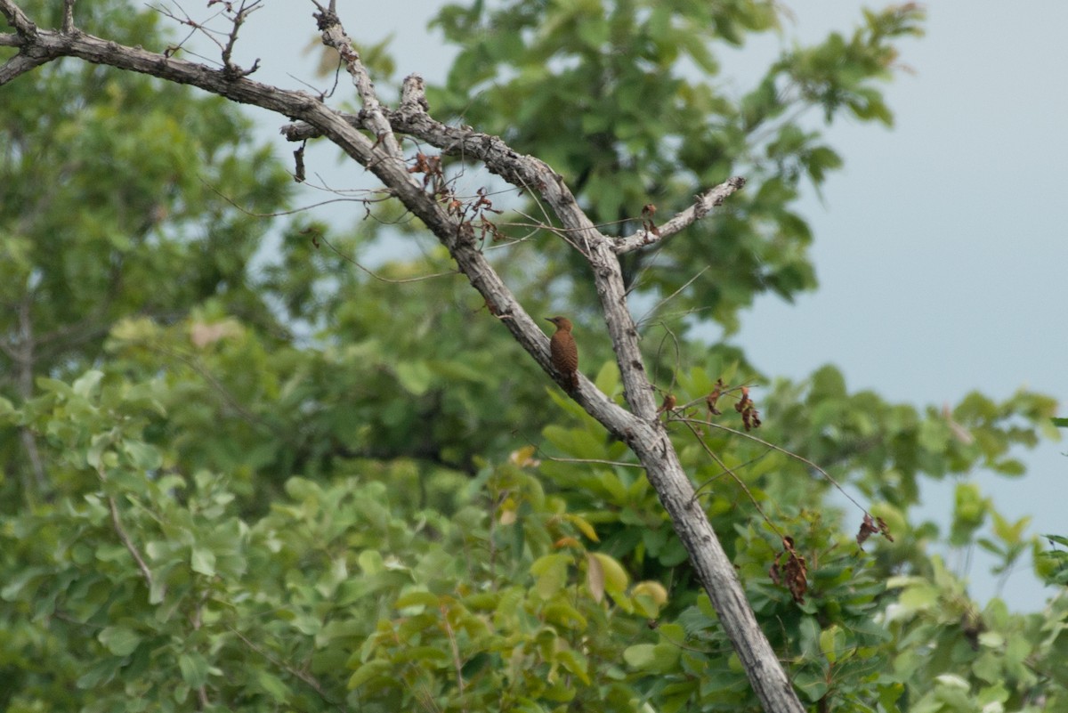 Rufous Woodpecker - ML101610791