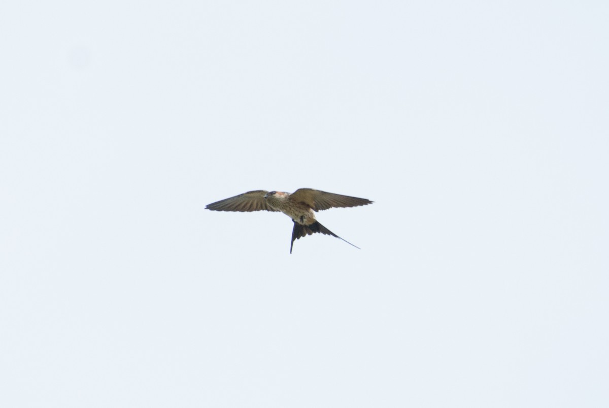 Red-rumped Swallow - ML101610851