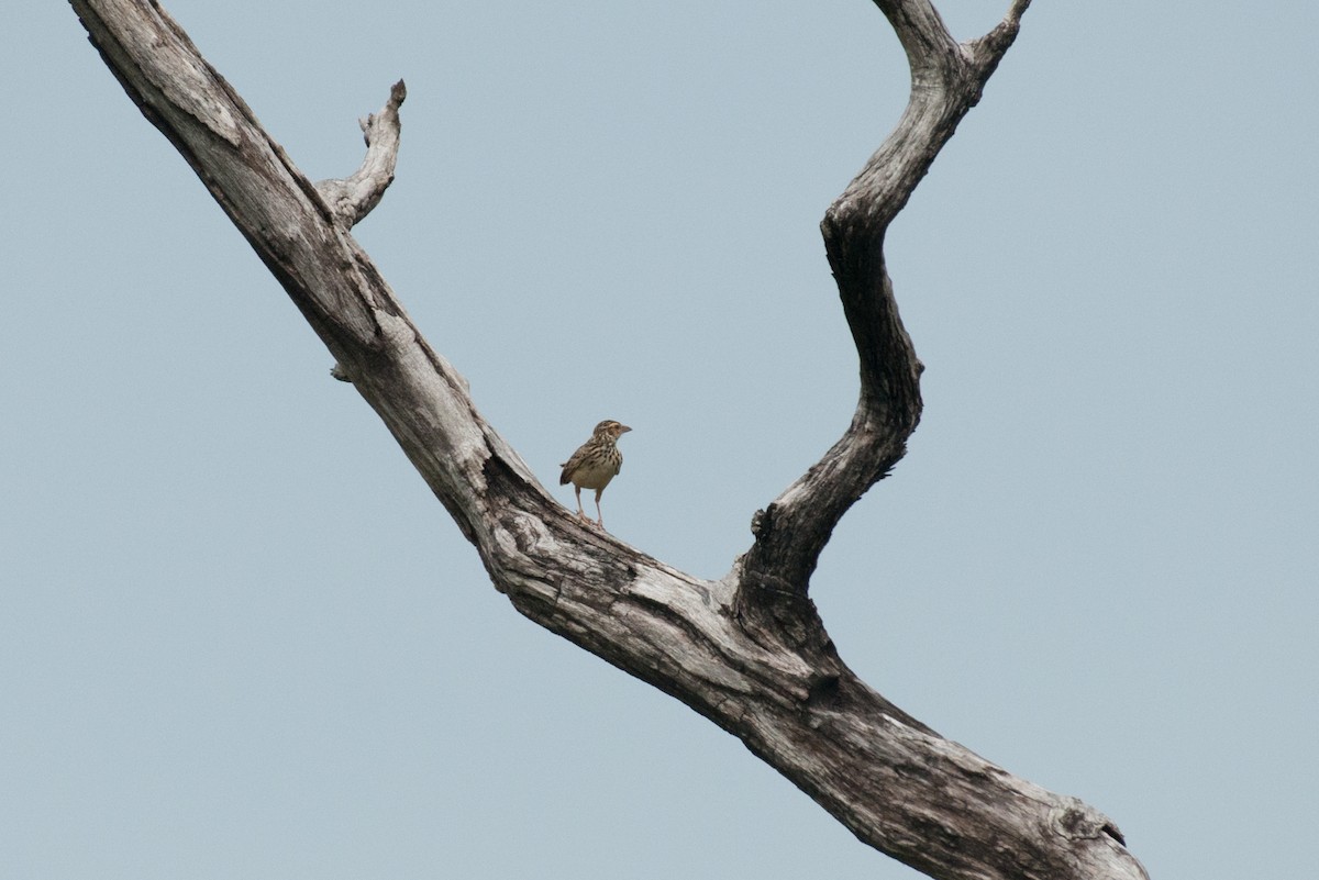 Indochinese Bushlark - ML101610861