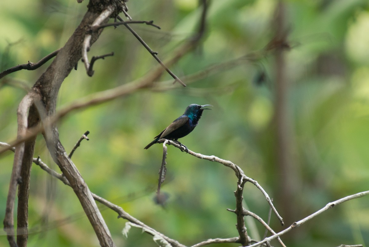 Purple Sunbird - ML101610951