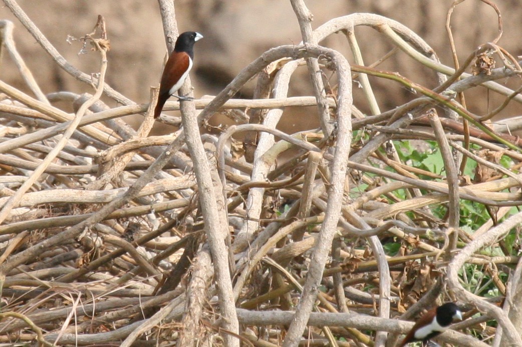 Tricolored Munia - ML101611181