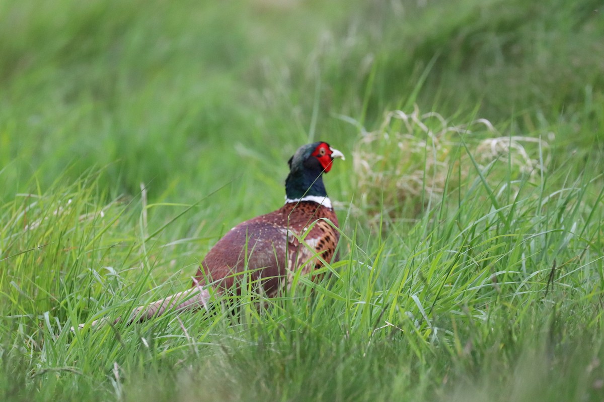 Ring-necked Pheasant - ML101611301