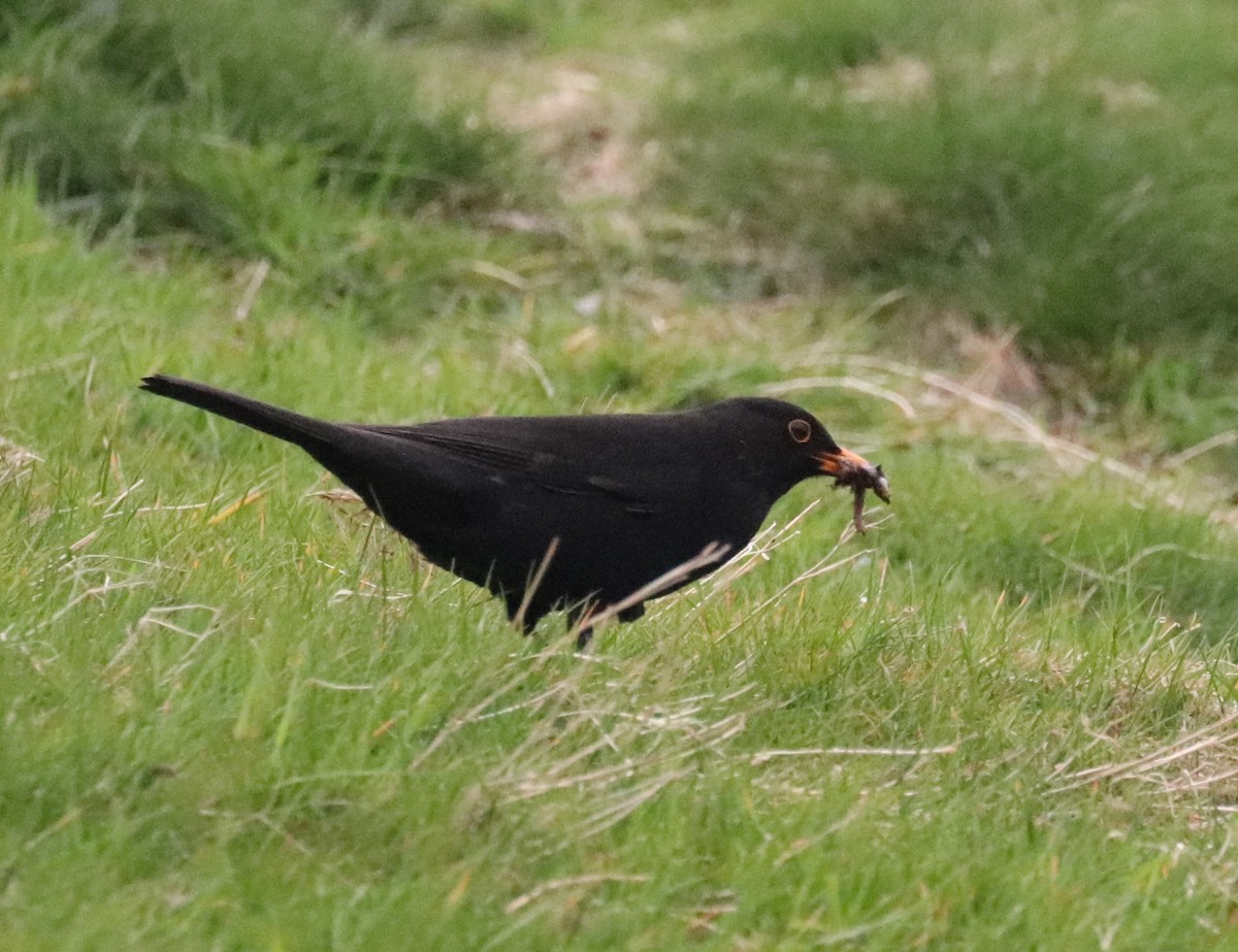 Eurasian Blackbird - ML101611381