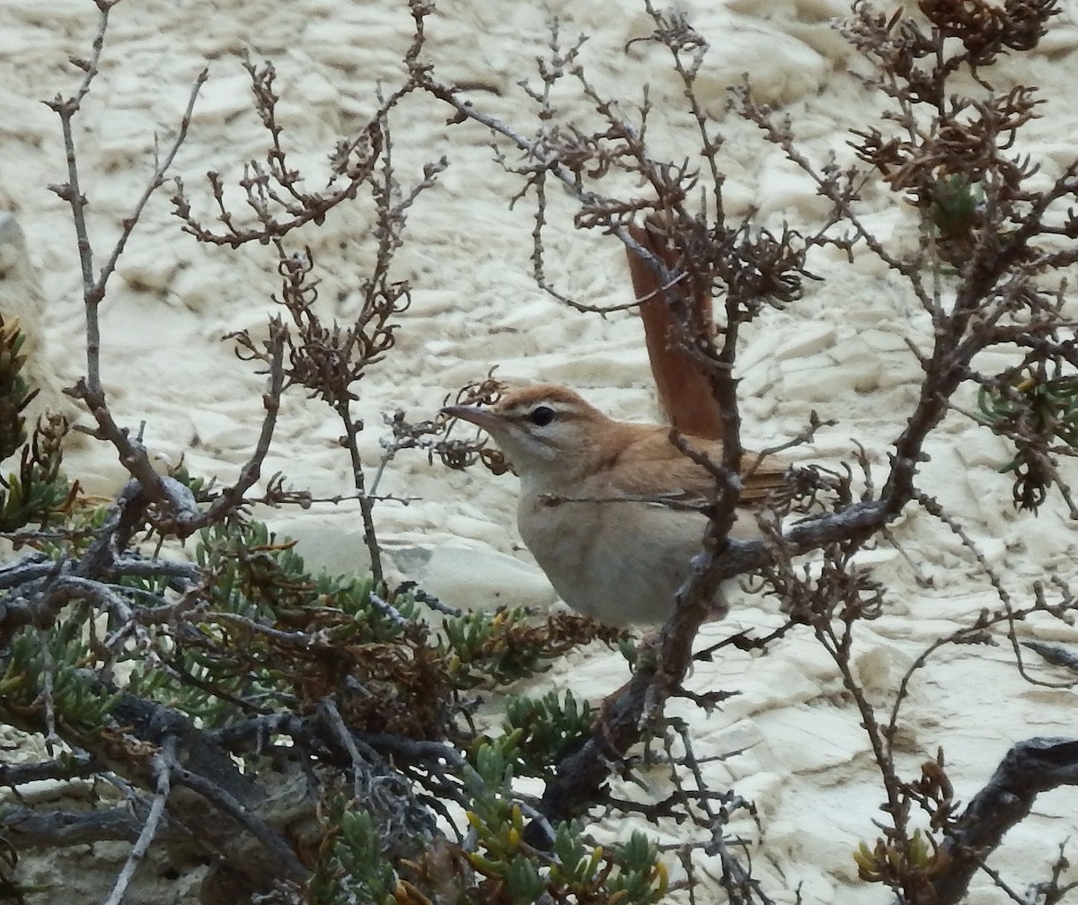 Rufous-tailed Scrub-Robin (Rufous-tailed) - ML101611821