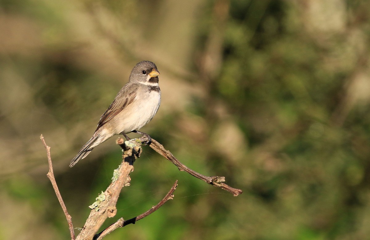 Double-collared Seedeater - ML101611831