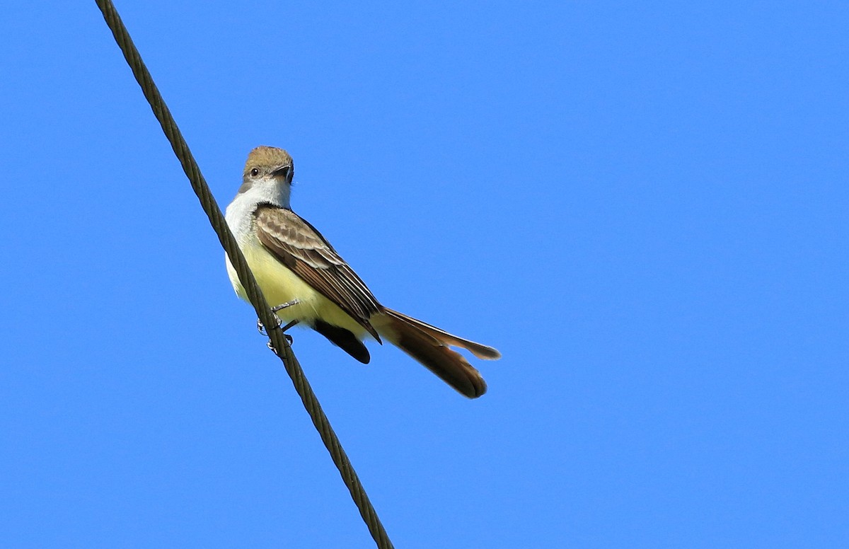 Brown-crested Flycatcher - ML101612081