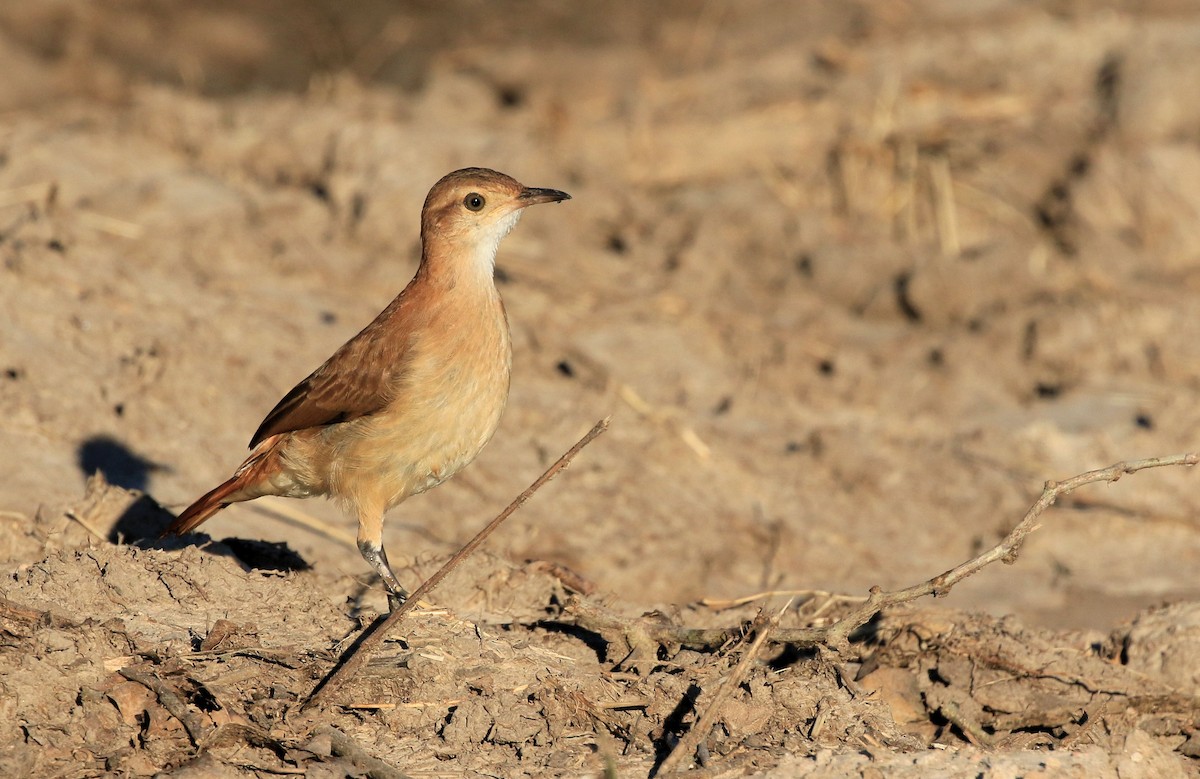 Rufous Hornero - ML101612121