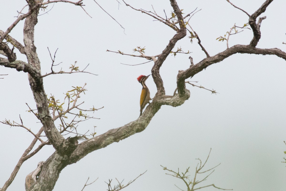 Common Flameback - ML101614171