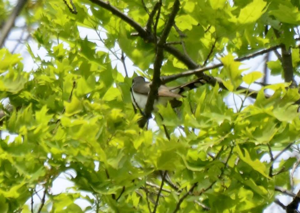 Yellow-billed Cuckoo - ML101615011