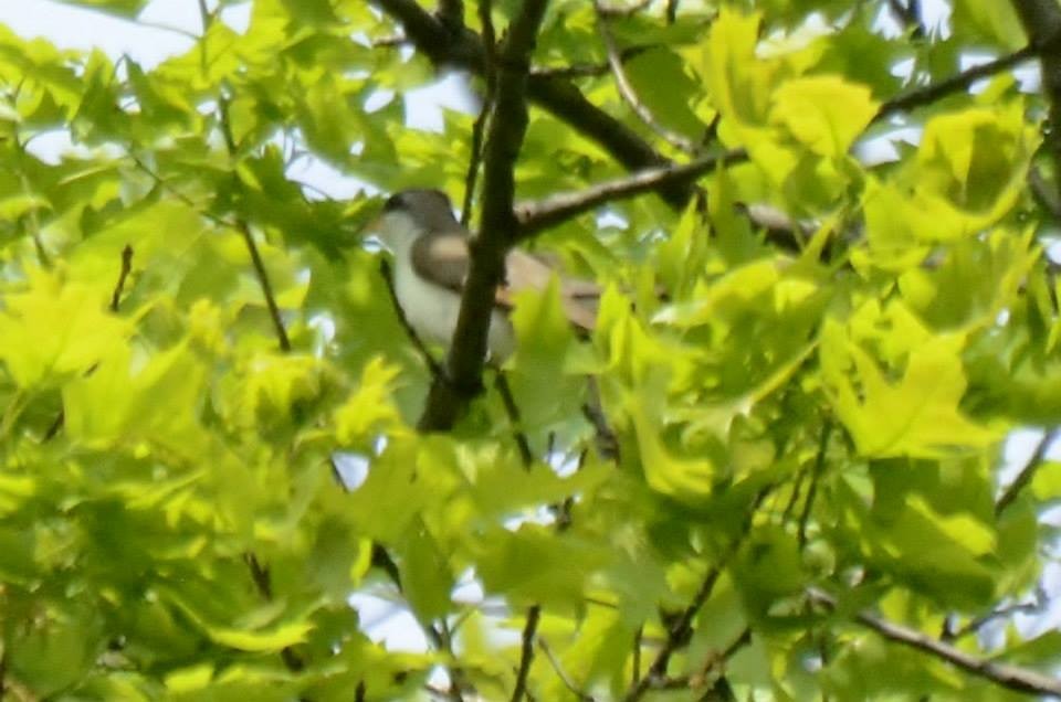 Yellow-billed Cuckoo - ML101615021