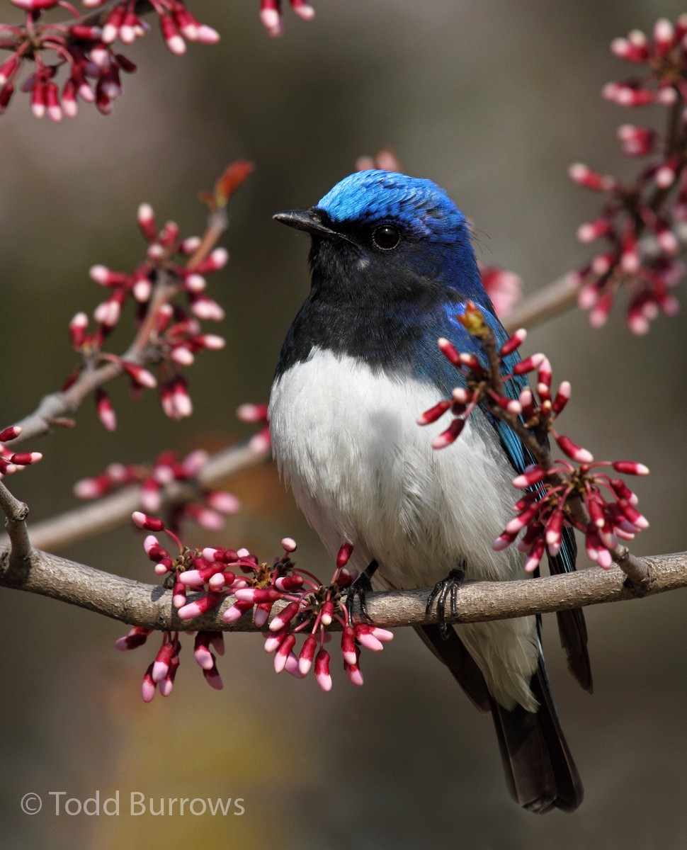 Blue-and-white Flycatcher - Todd Burrows