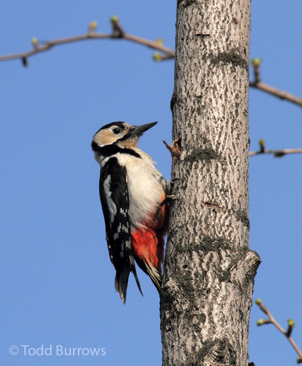 Great Spotted Woodpecker - Todd Burrows