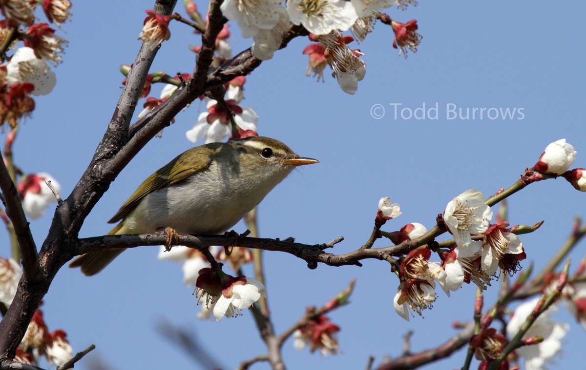 Eastern Crowned Warbler - Todd Burrows