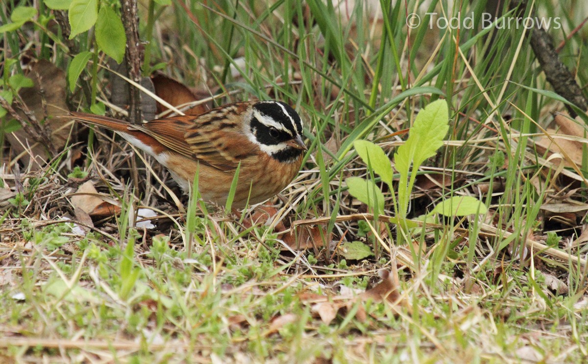 Tristram's Bunting - Todd Burrows