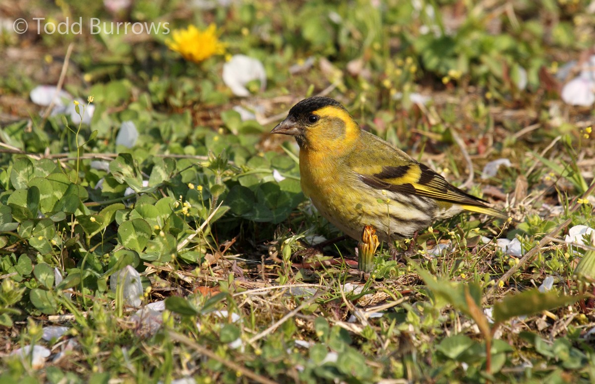 Eurasian Siskin - Todd Burrows