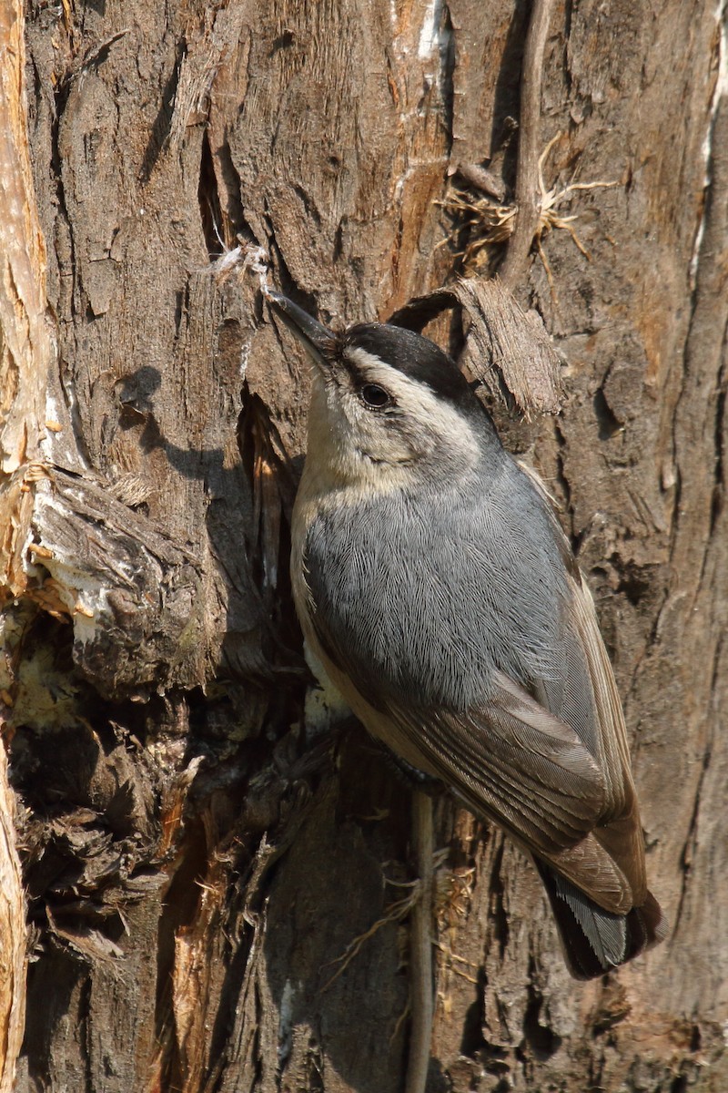 Snowy-browed Nuthatch - Todd Burrows
