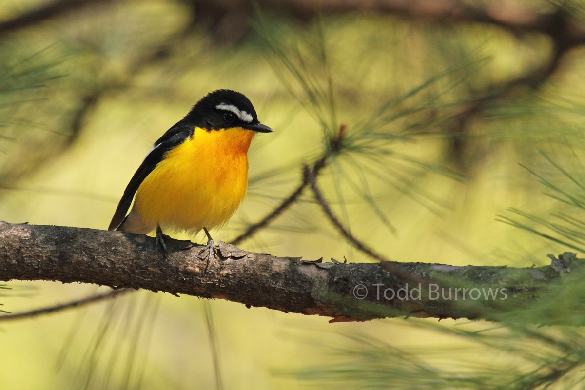 Yellow-rumped Flycatcher - Todd Burrows