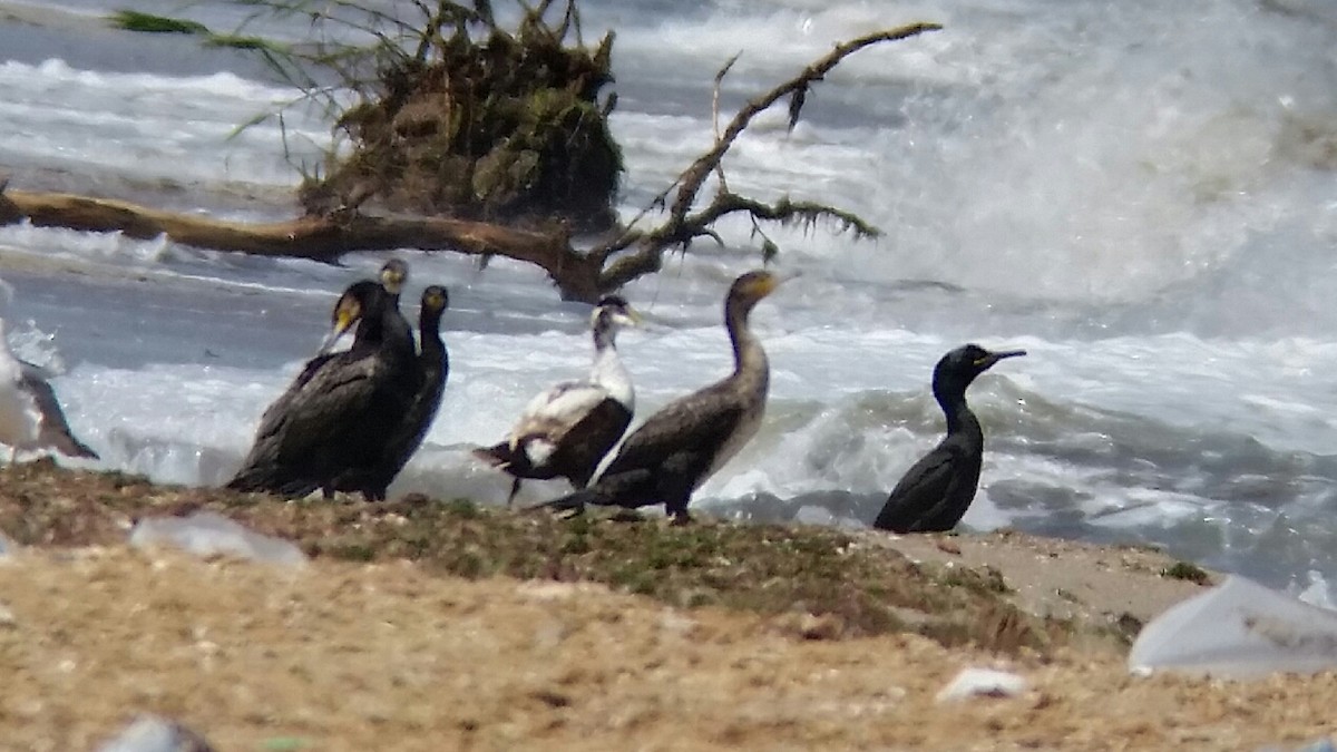 Common Eider - ML101617641