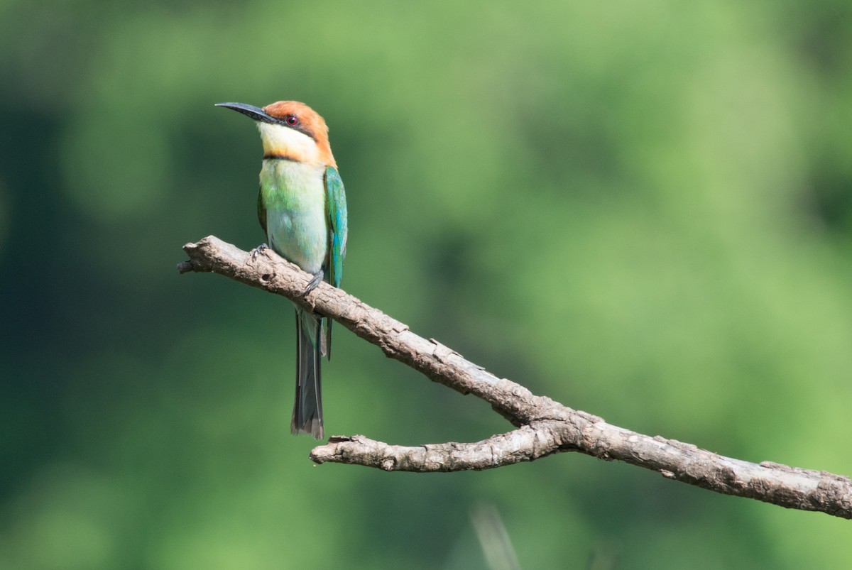 Chestnut-headed Bee-eater - ML101617991