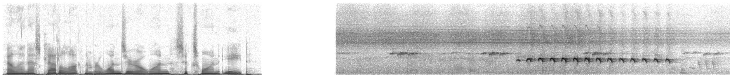 Western Fire-eye (maura Group) - ML101618