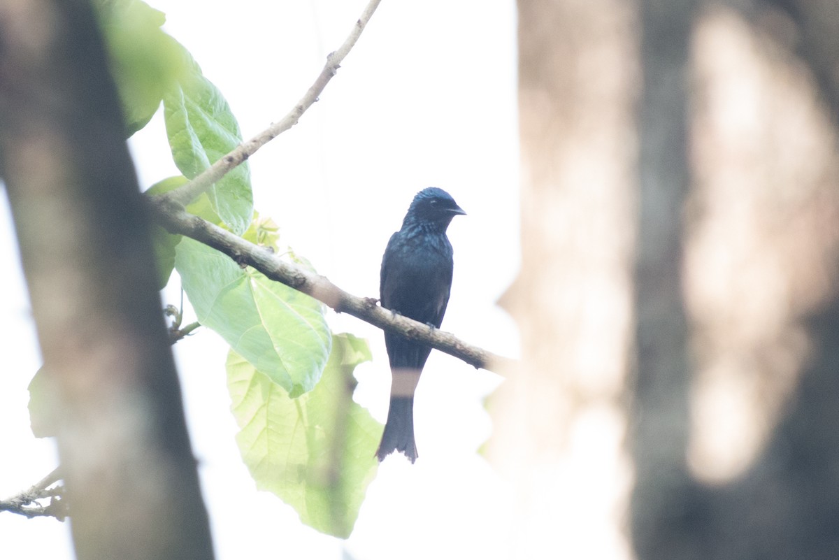 Bronzed Drongo - John C. Mittermeier