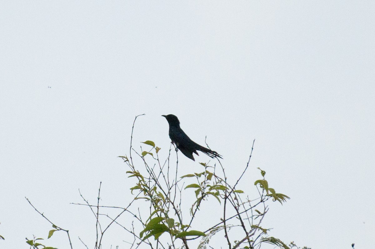 Square-tailed Drongo-Cuckoo - John C. Mittermeier