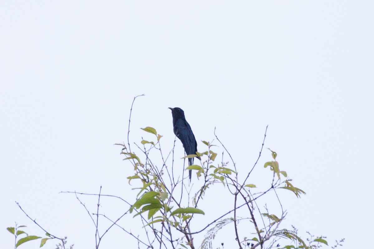 Cuclillo Drongo Colitruncado - ML101619421