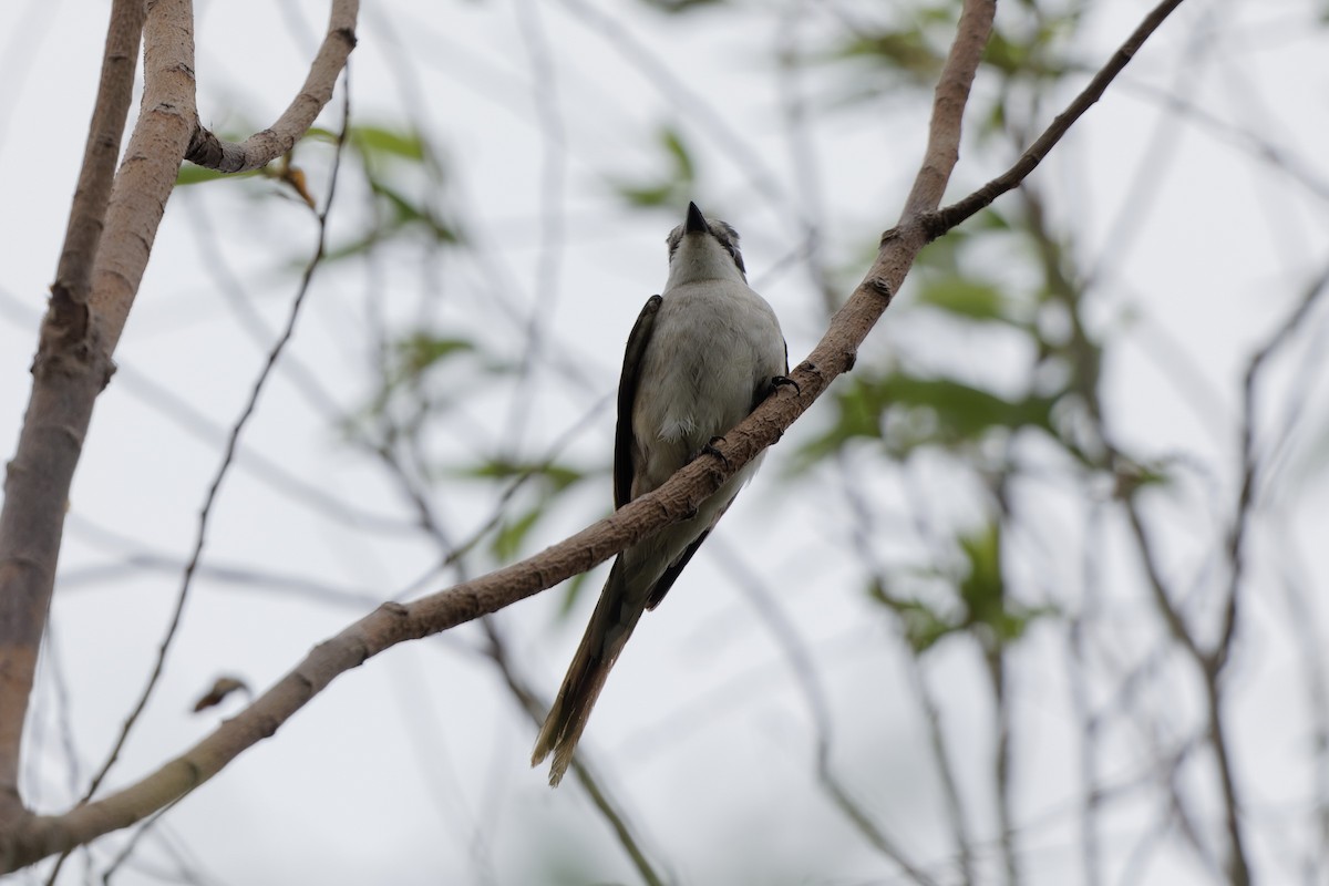 Brown-rumped Minivet - Yan Shen