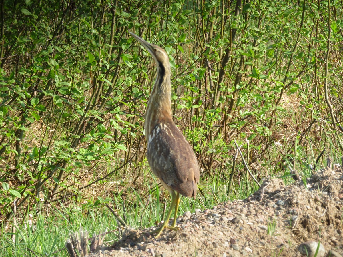 American Bittern - ML101623751