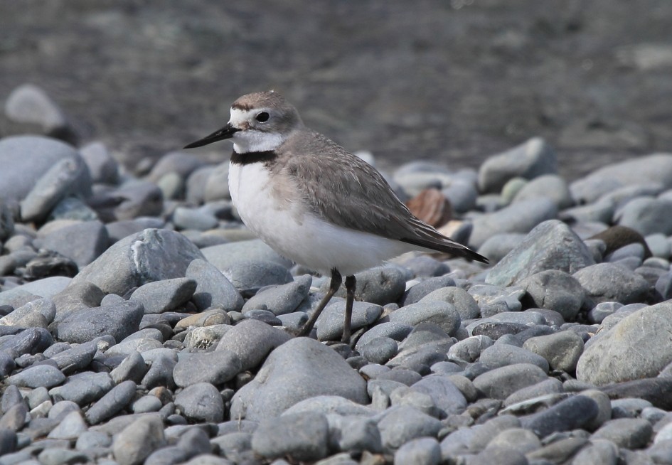 Wrybill - Fabio Olmos