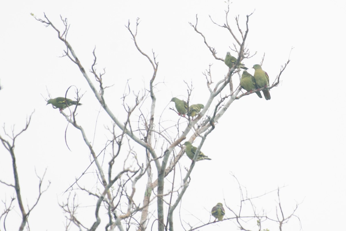 Thick-billed Green-Pigeon - John C. Mittermeier