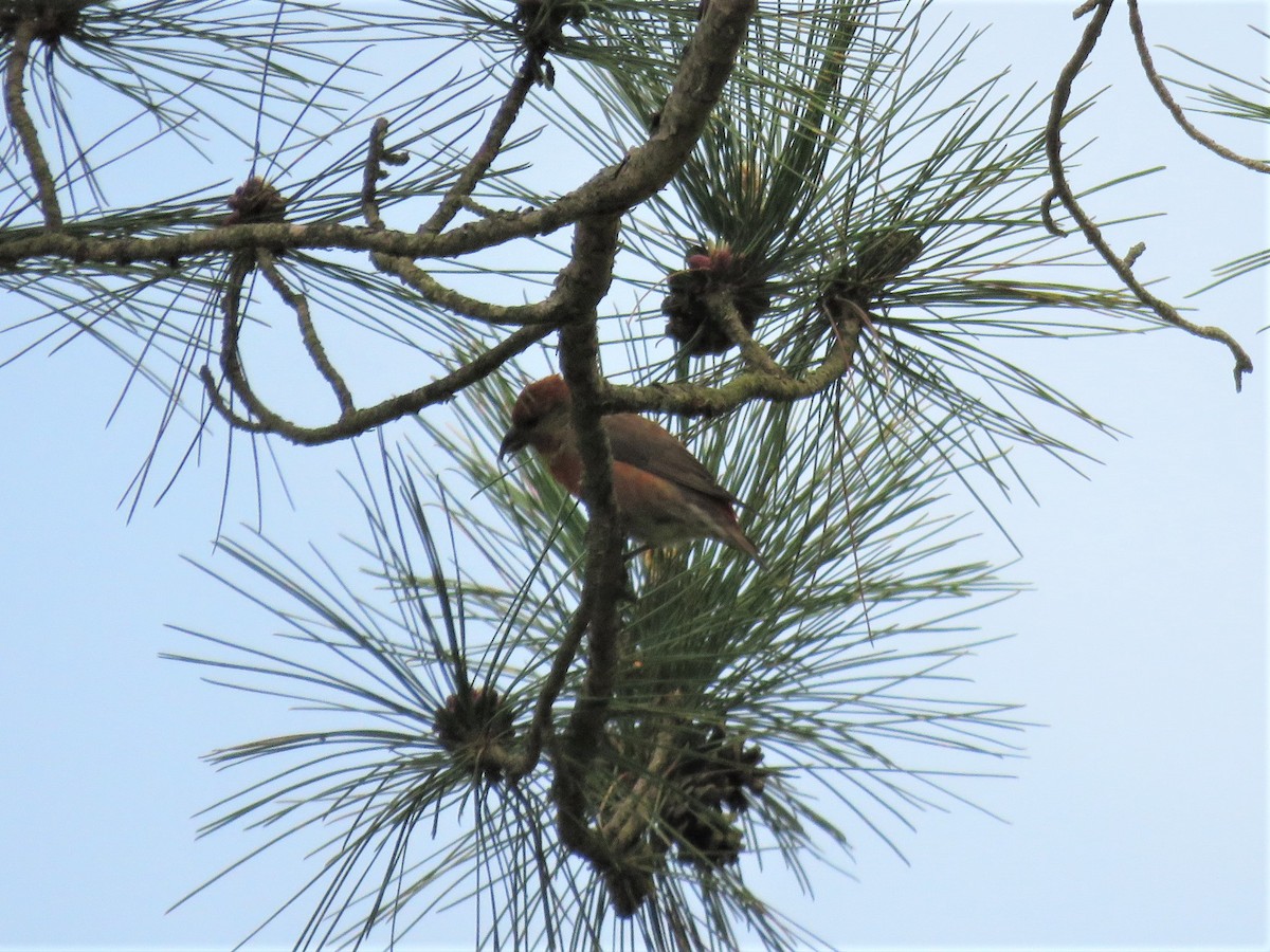 Red Crossbill - ML101624651